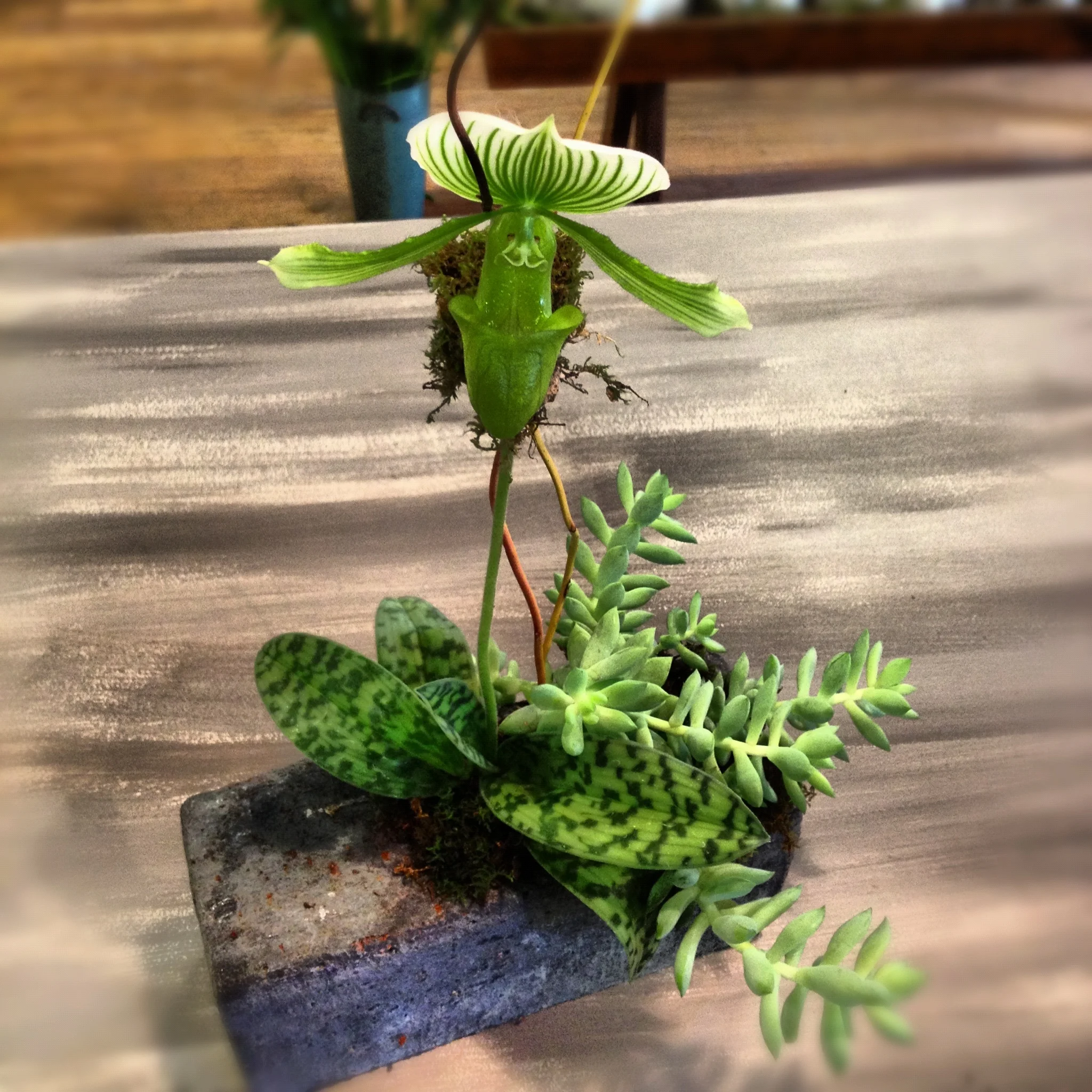 Green Lady Slipper Orchid & Succulent