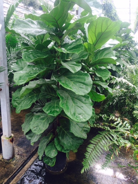 Ficus Fiddle Leaf.JPG