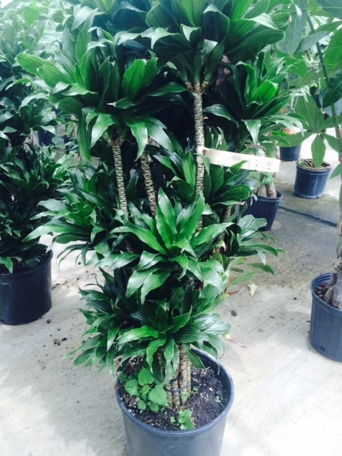 Dracena Jenny Craig.JPG
