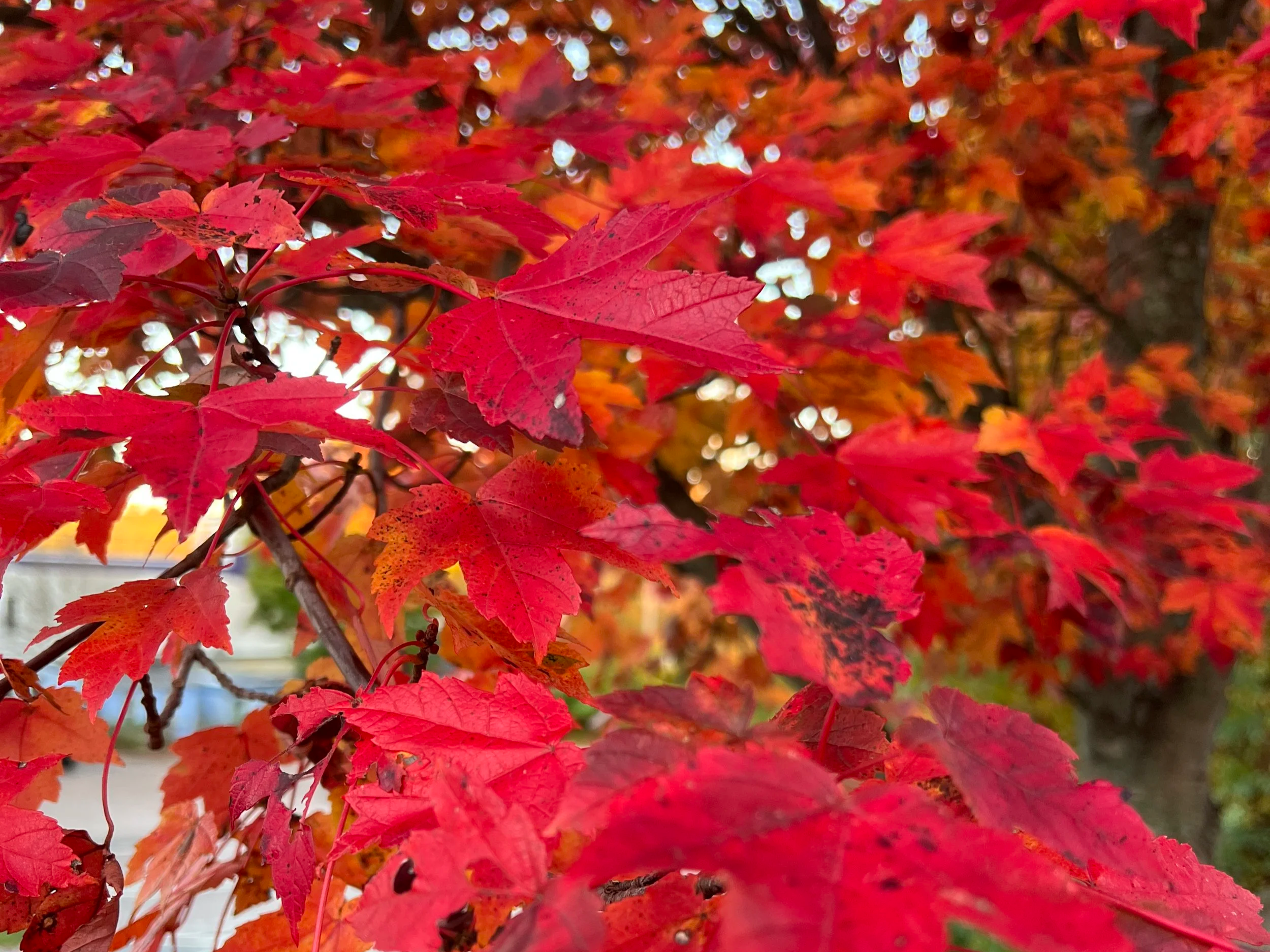 Autumn Awakening: A Somatic Breathwork Journey at DRIFT Surf Shop in Wakefield, Rhode Island