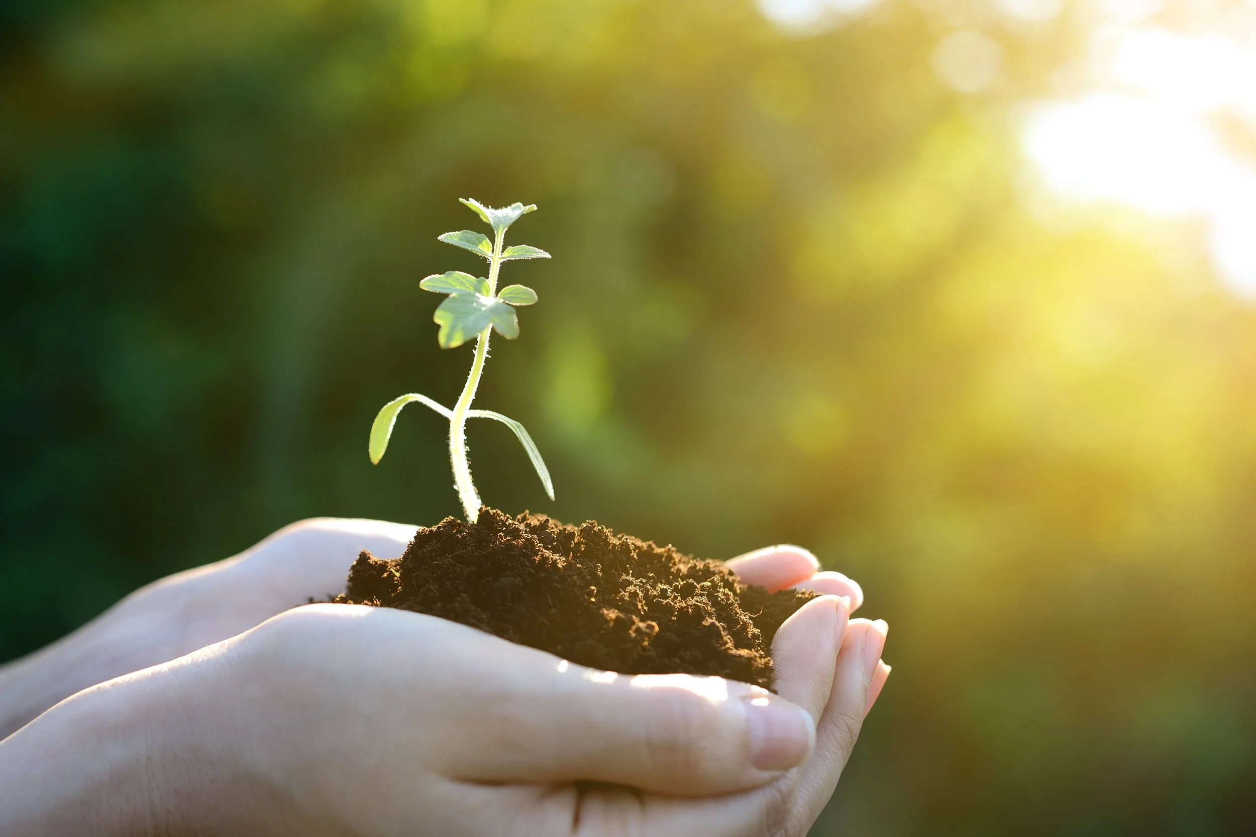 Discipleship and Creation Care