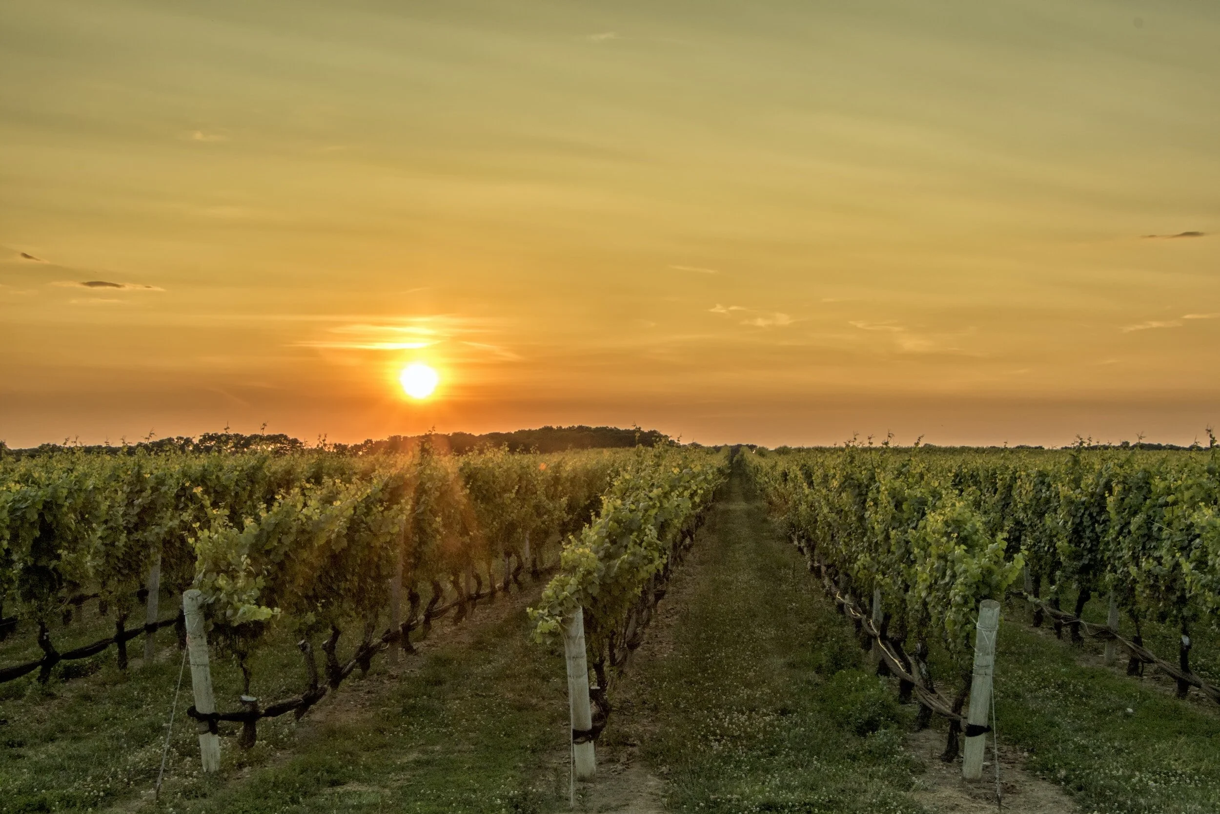 Life on the Vine: Cultivating the Fruit of the Spirit in Community