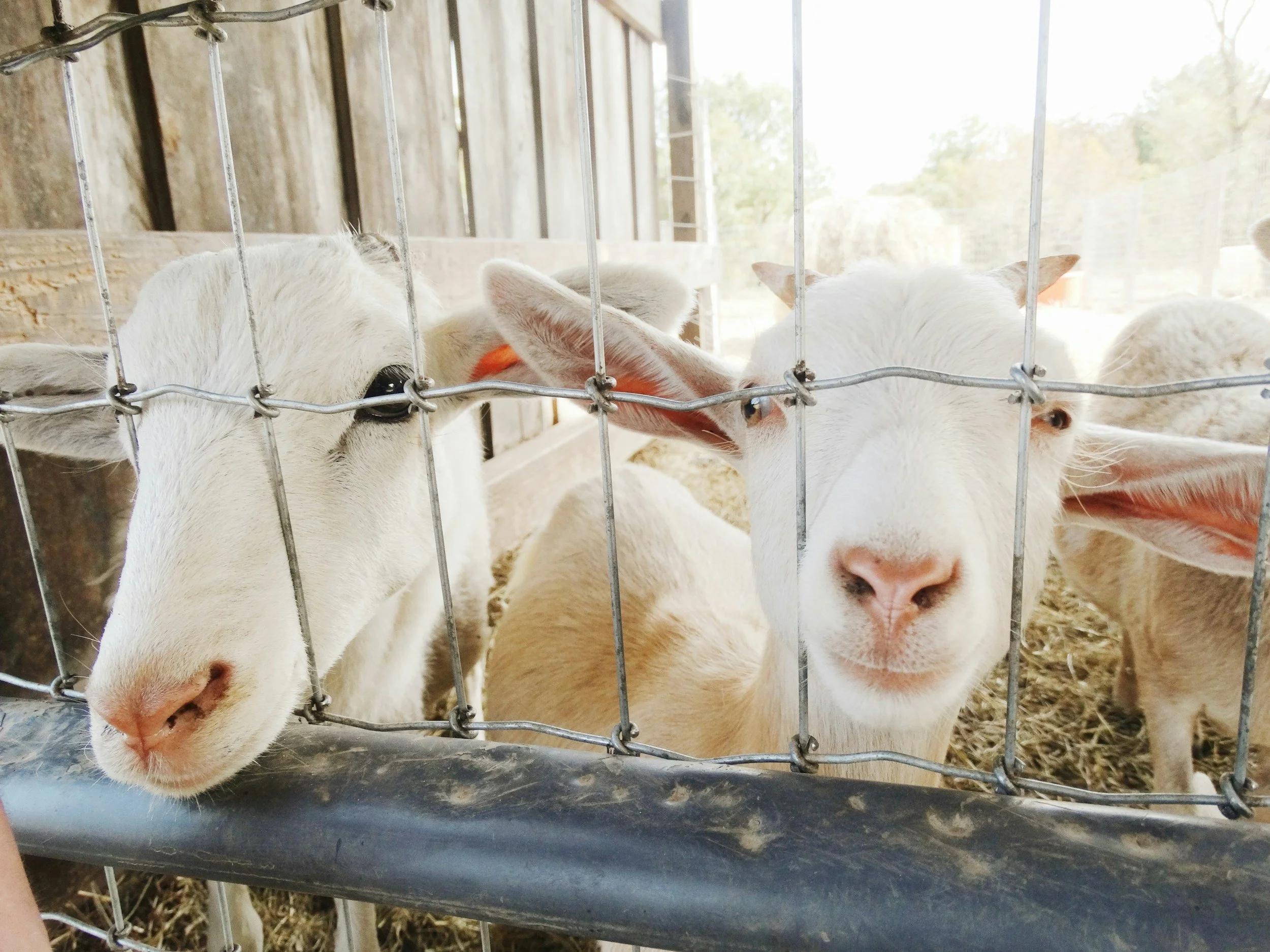 Children's Wednesday Summer Fun Nights: Animals