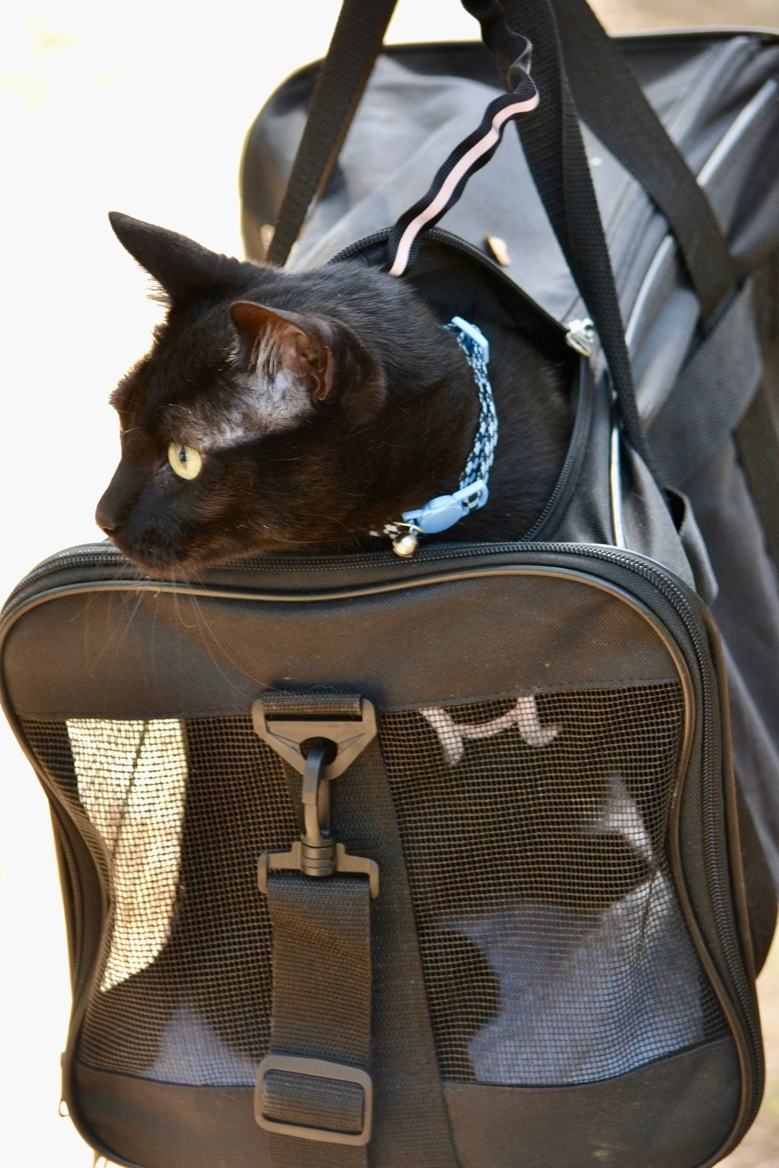 DSC_0780.JPG