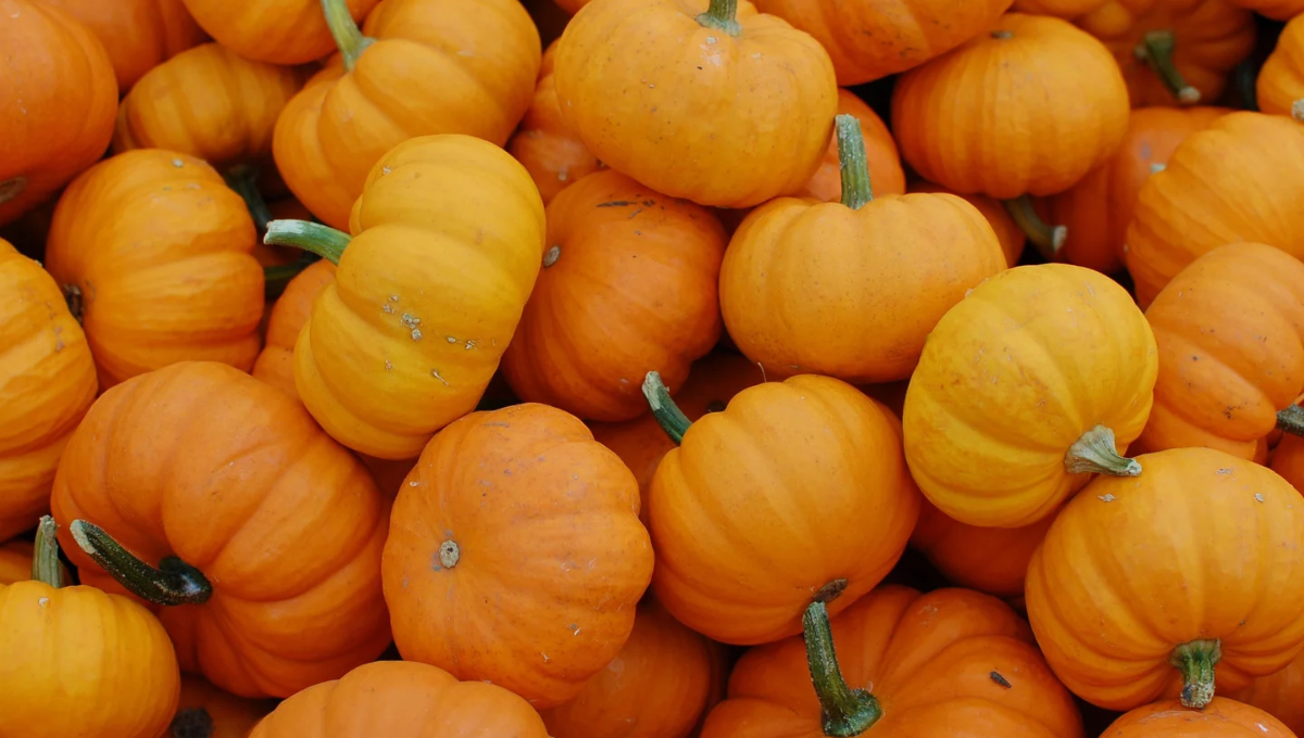 Pumpkin Patch