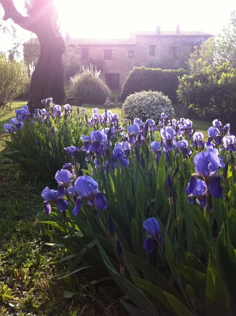 casa mit iris 1.jpg
