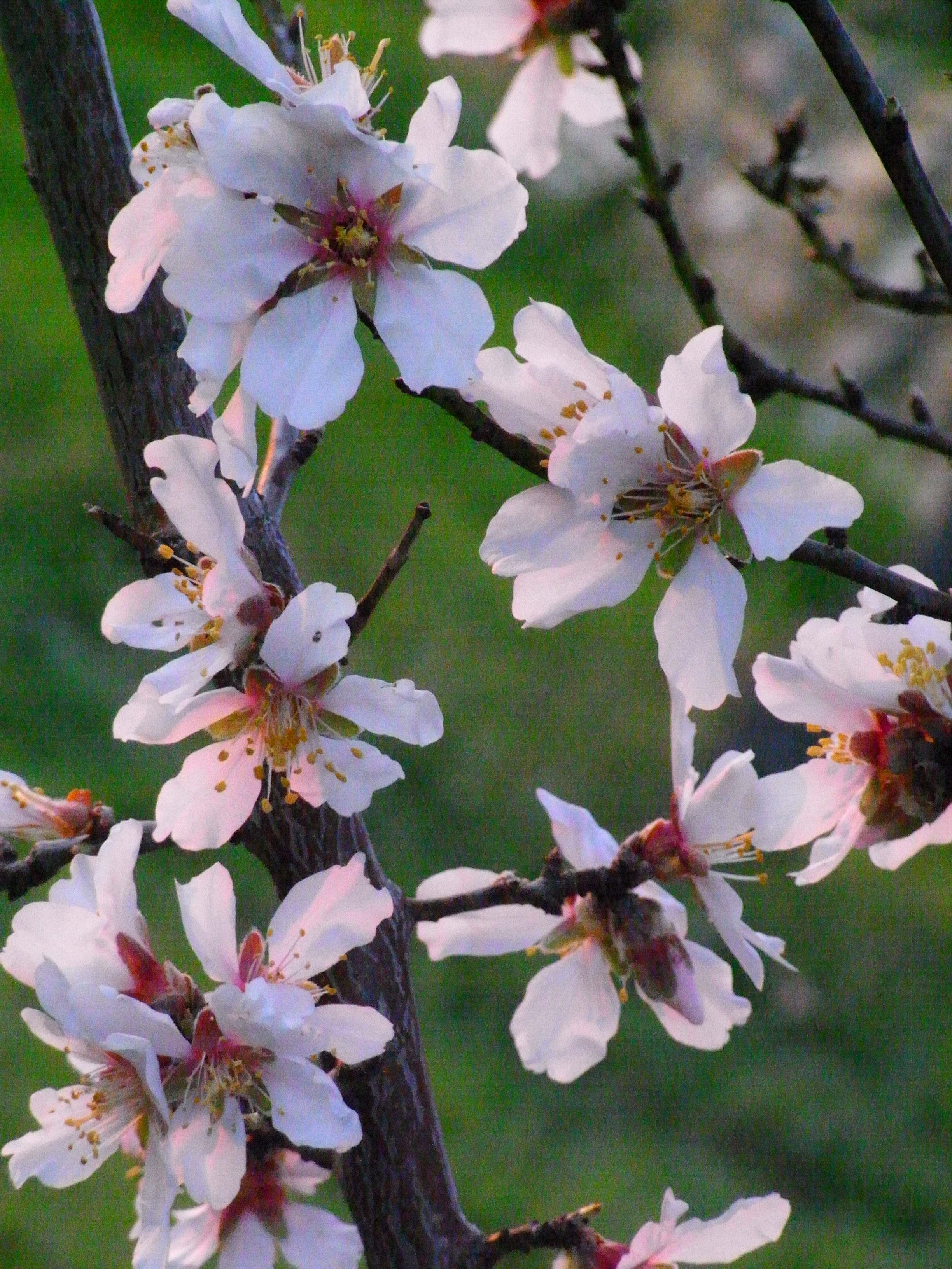 mandelblüte 2:08  1.jpg