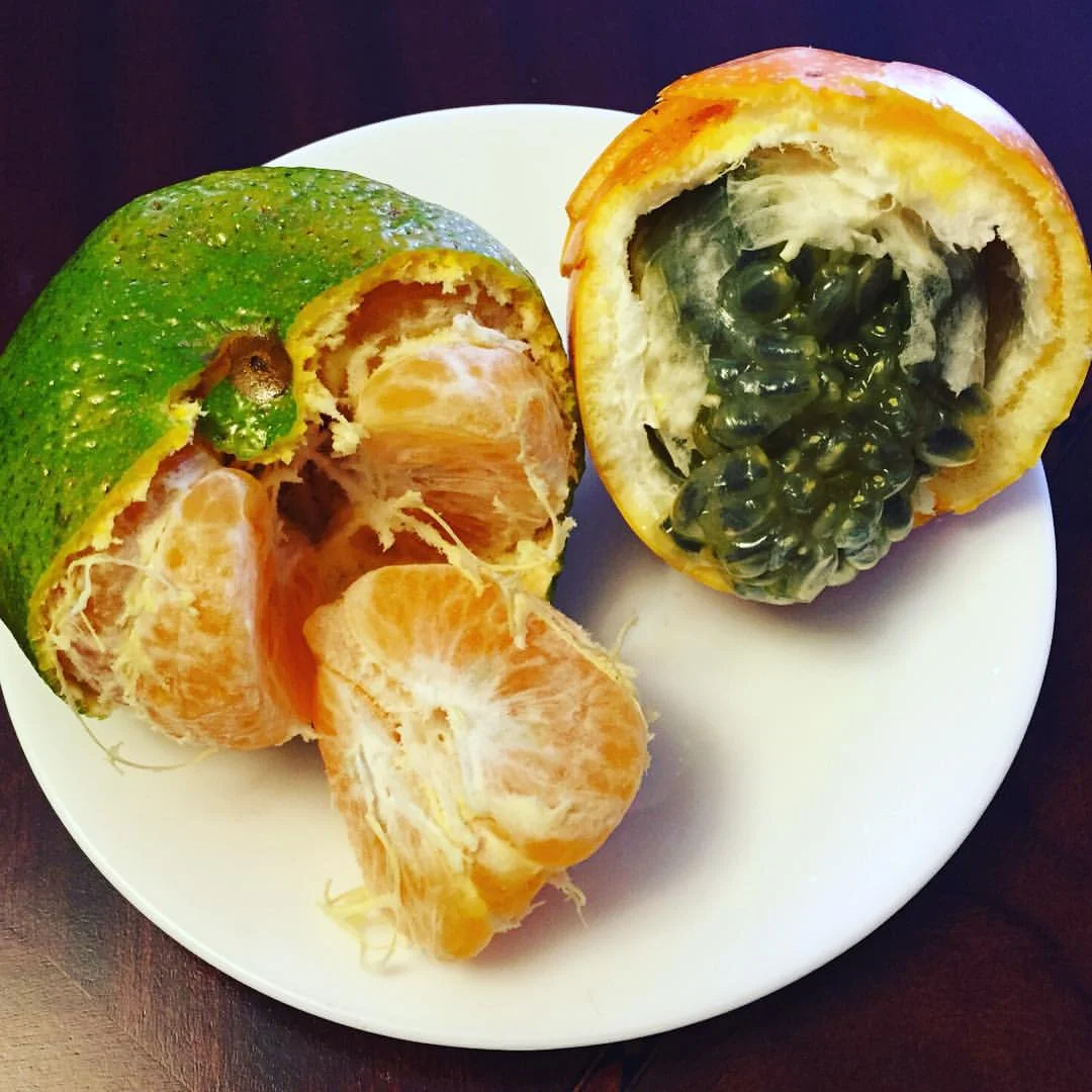 #Fruit is a great way to start your morning. The natural sugars and high #fiber/#water content provide gentle #energy throughout the day. Pictured: #passionfruit and #tangerine. Can’t wait to try all the exotic fruits of #Colombia :) #healthywhiletraveling #bushwick #bushwicknutrition #lazynutrition #lazynutritionist (at Bogotá, Colombia)