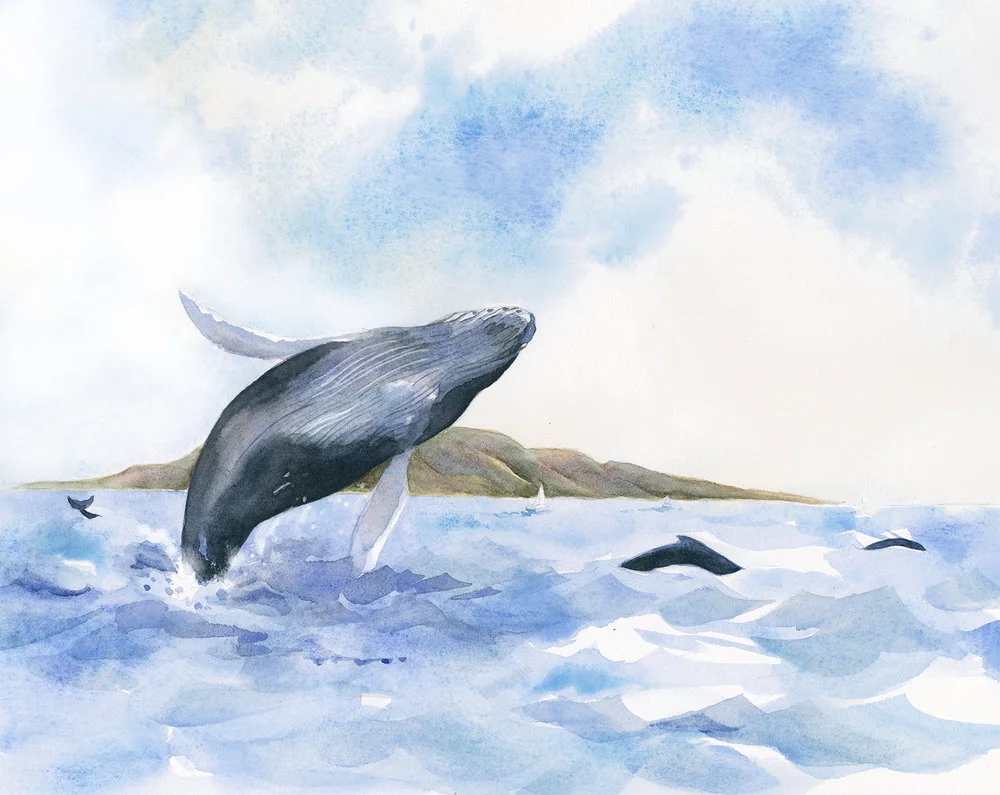 humpback+whales.jpg