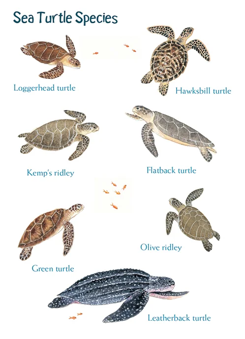 sea turtle card.jpg