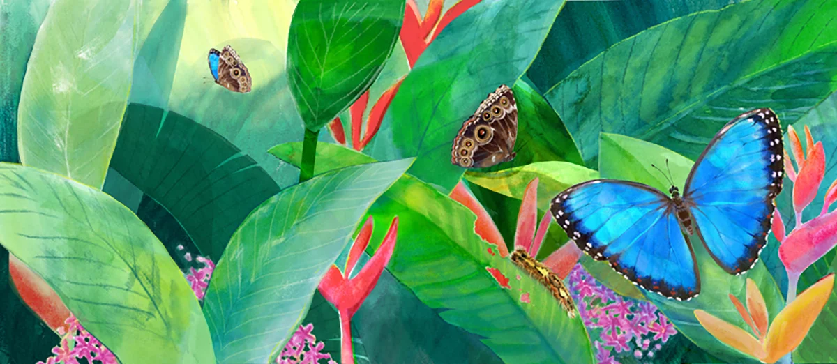 butterflycover.jpg