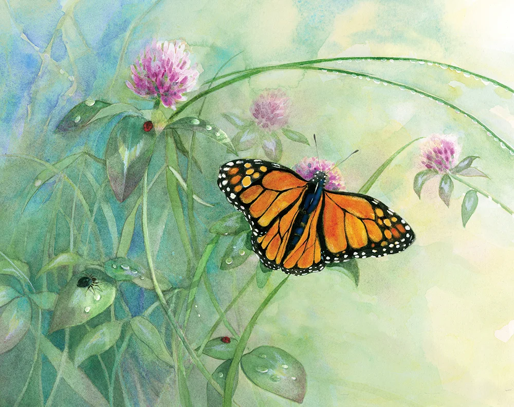butterfly.jpg