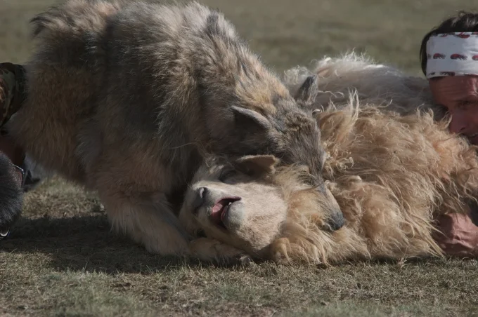 Warrior & the Wolf. Sheep down. FUNHOUSE