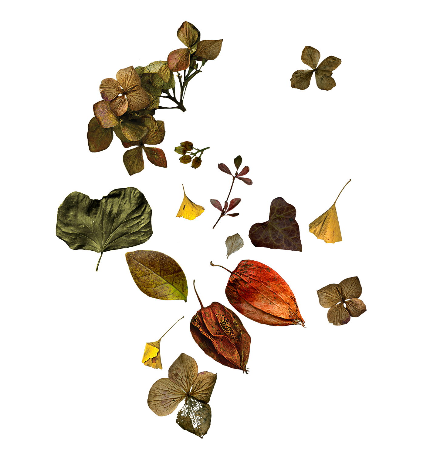botanica-seca_experimentos.png