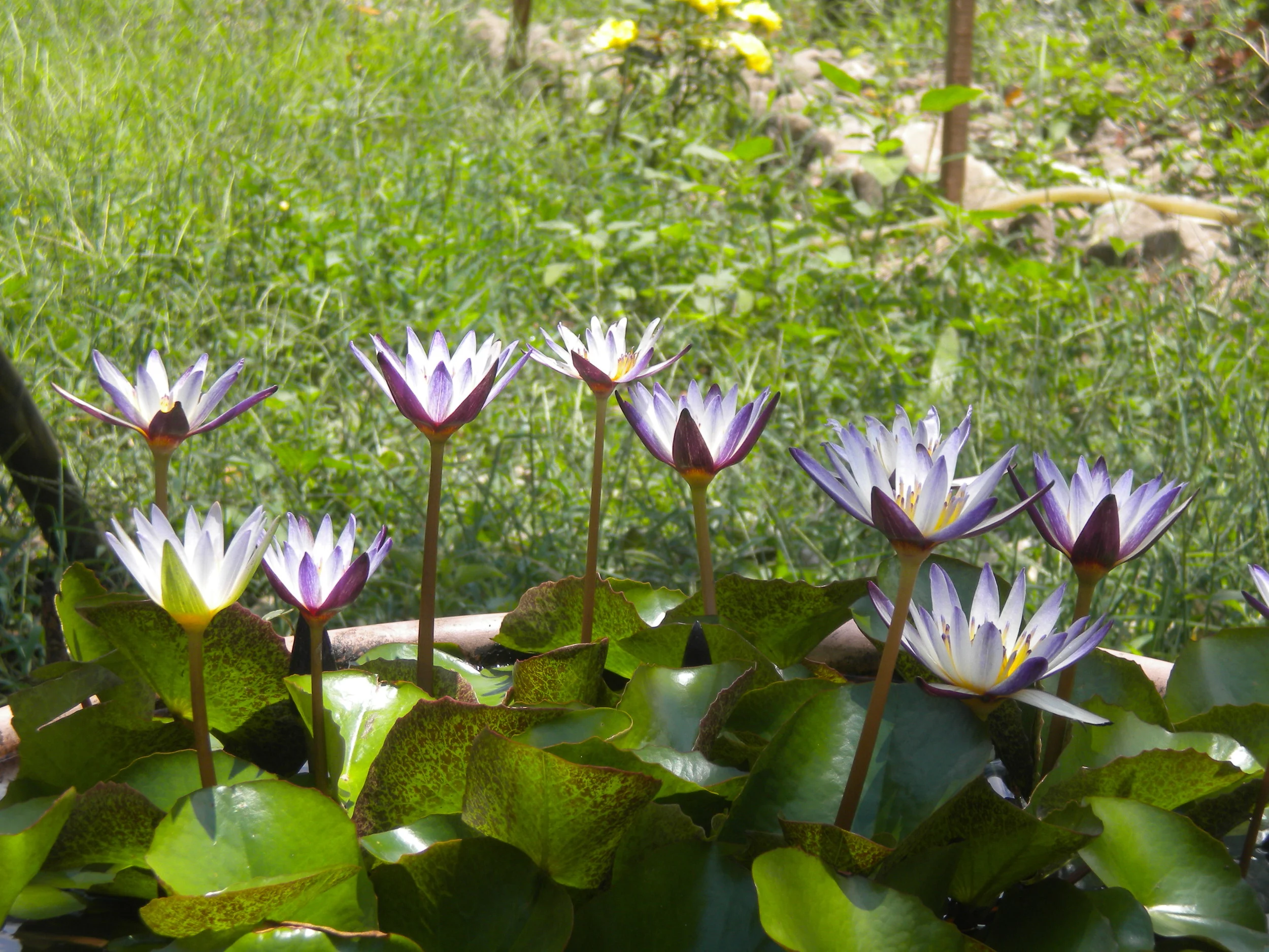 Mindful Mondays: Meditations on Mindfulness