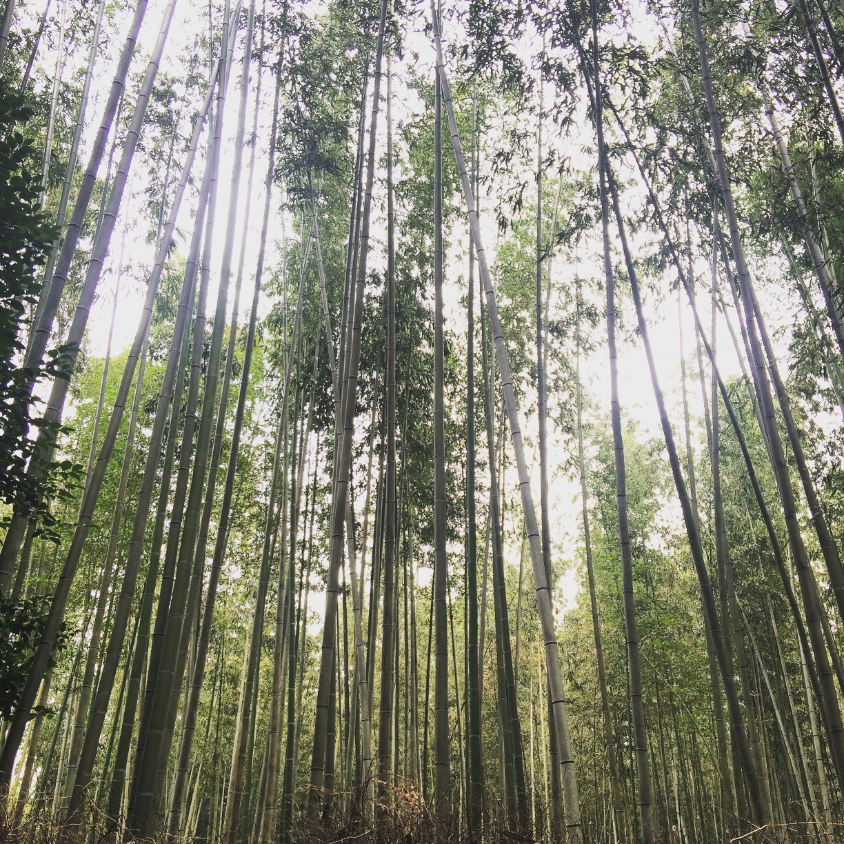 Bamboo Grove