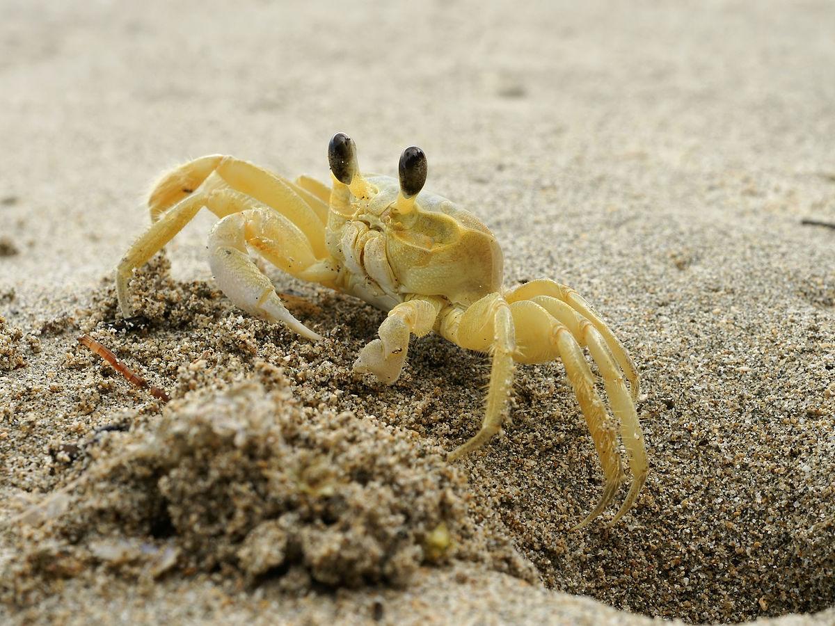ghost crab wikipedia.jpg