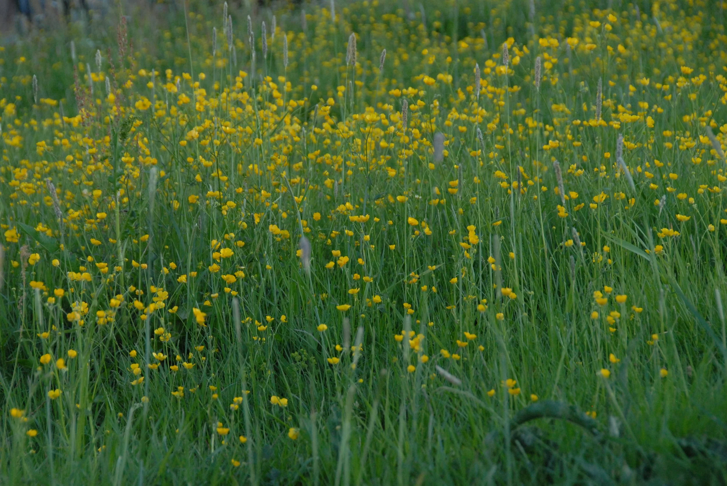 DSC_9093.JPG