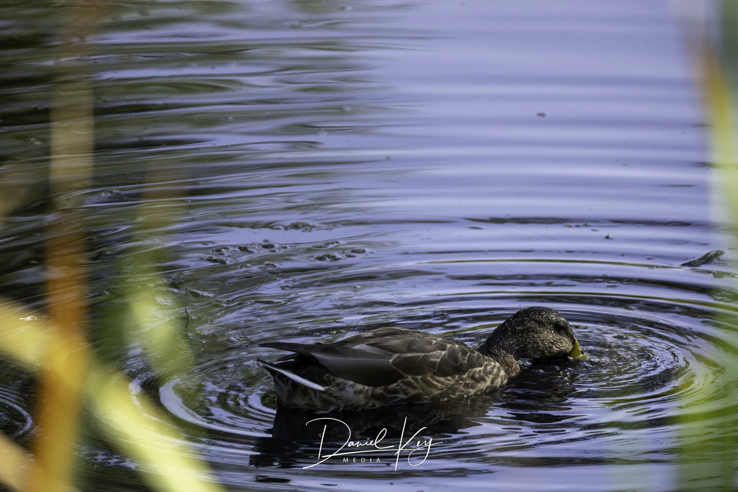 Watermark-4.jpg