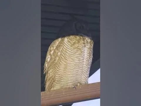 Great Horned Owl November Short #owls #owlphotography #nature #alberta #wildlife #birdsofprey