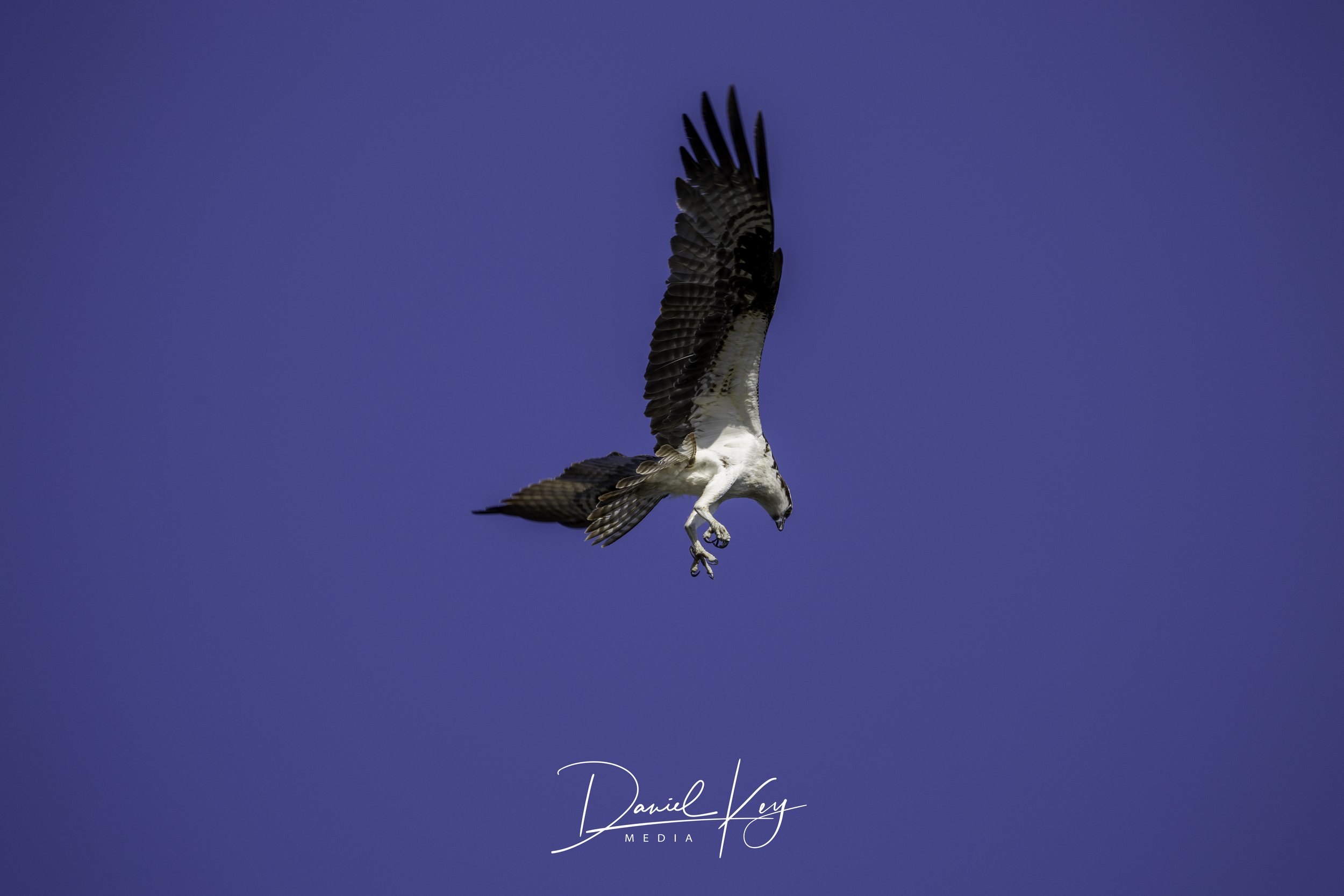 Wildlife