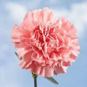 carnation.JPG