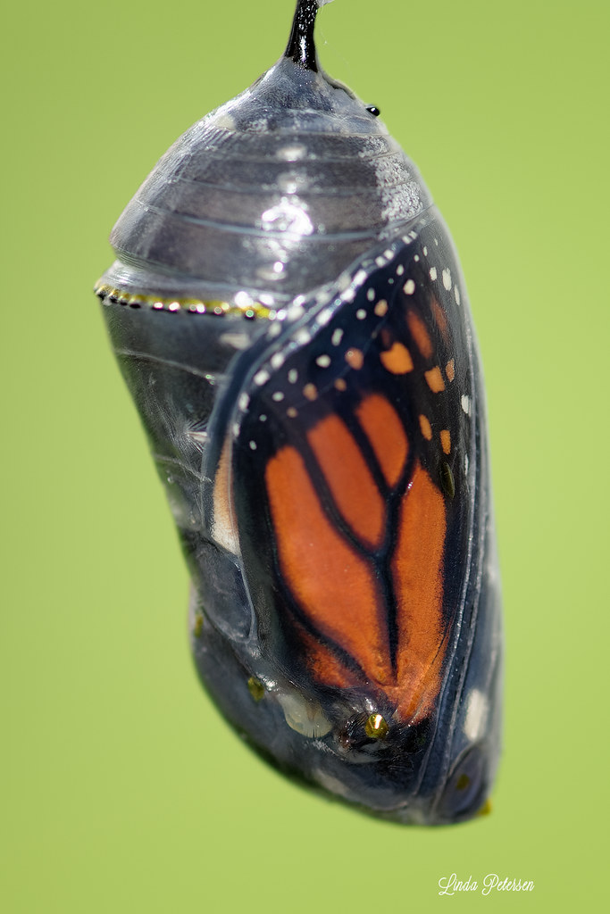 CHRYSALLIS.png