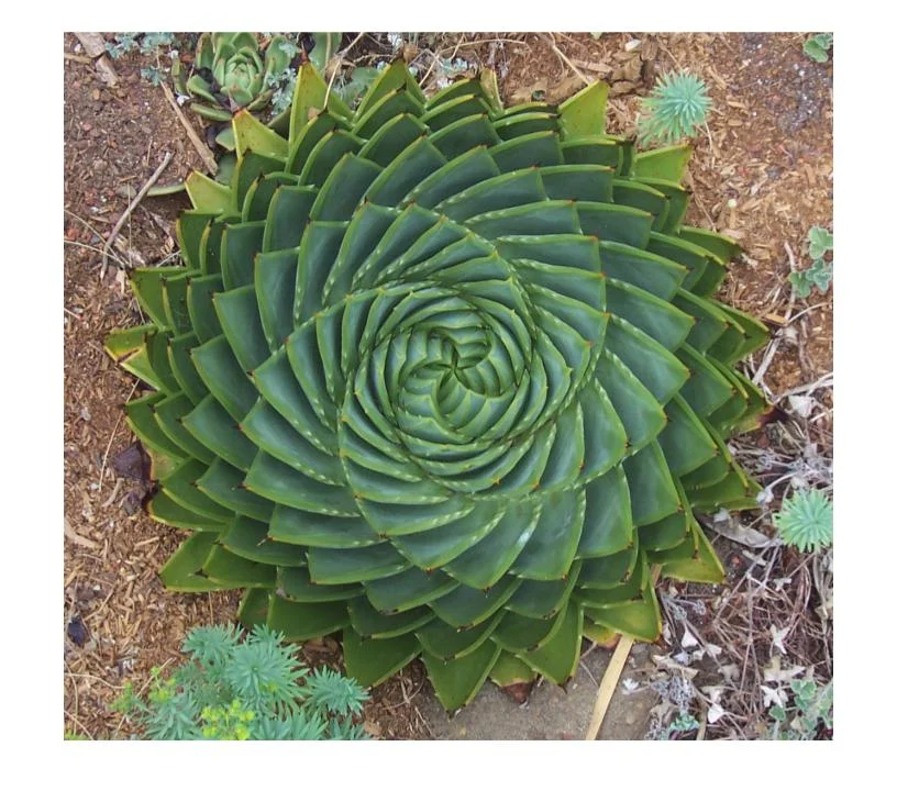 fractal plant.jpg