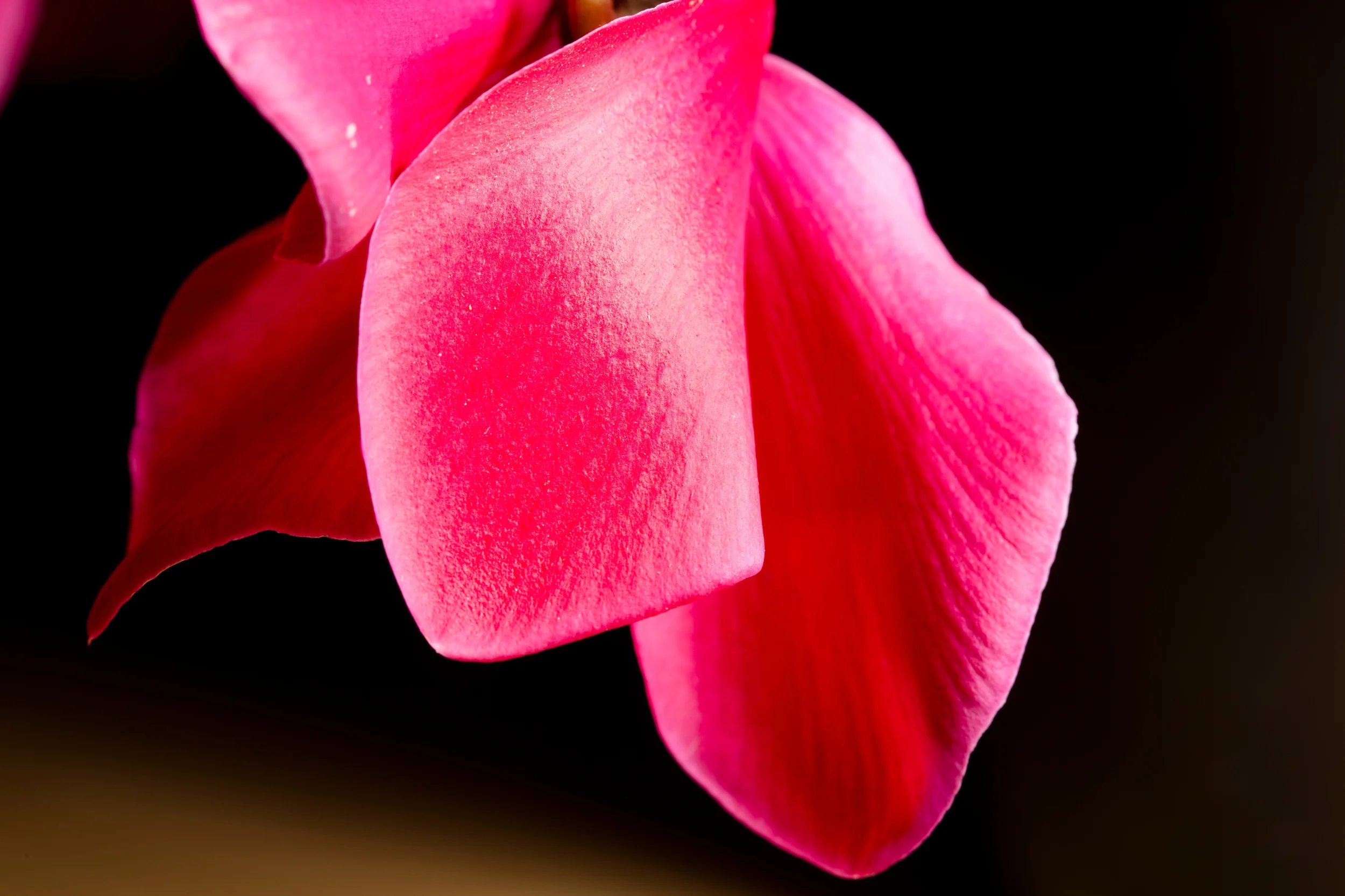  Flora 