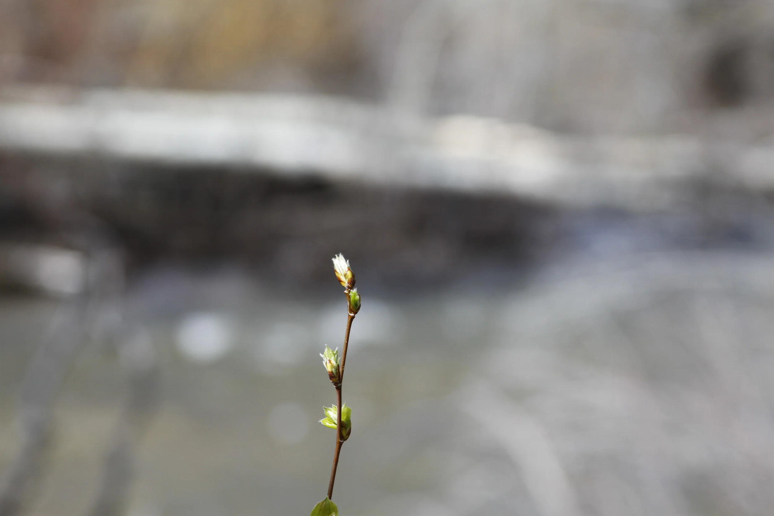 20110515.ELK.MISC.Untitled 014.JPG