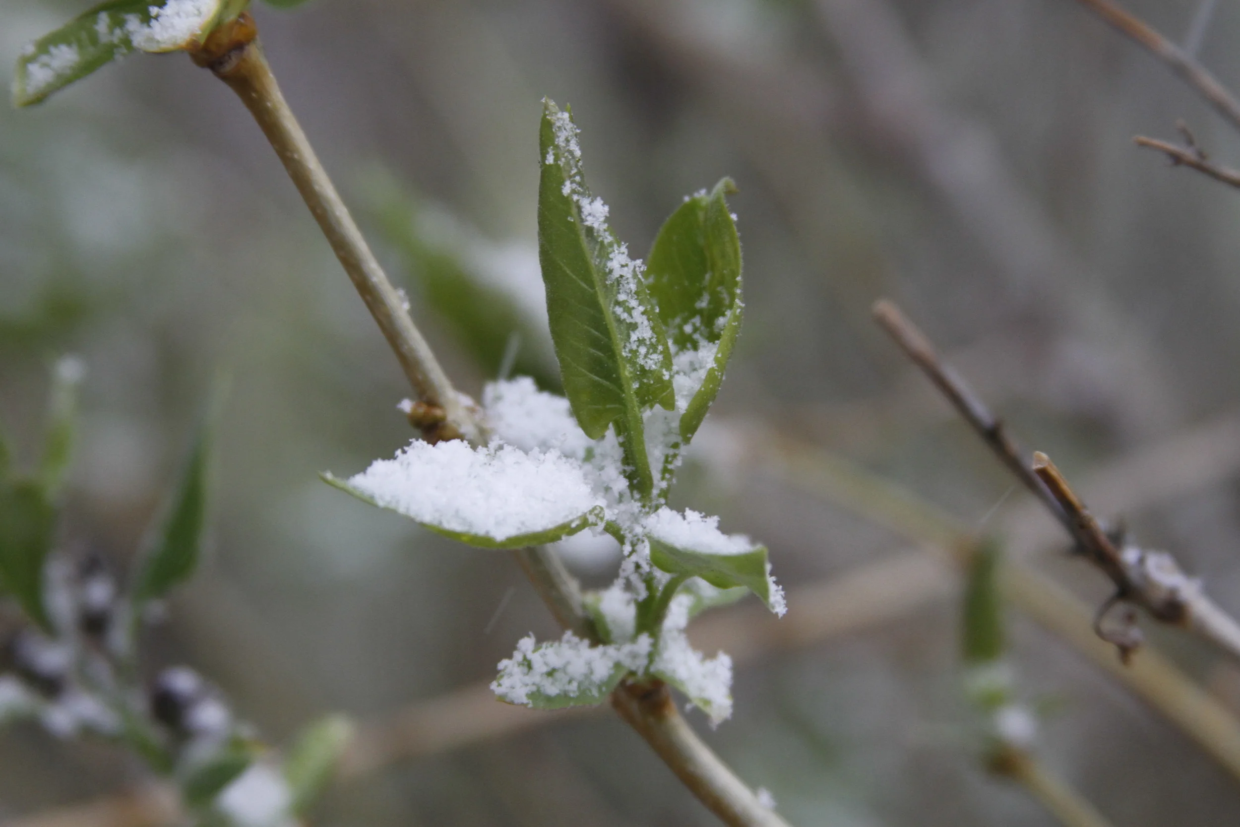 20110515.ELK.MISC.Untitled 182.JPG