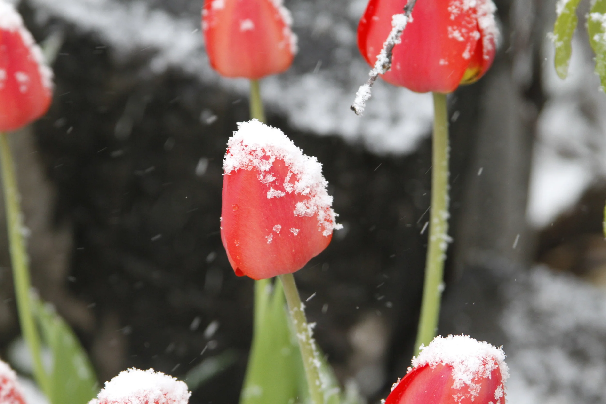 20110515.ELK.MISC.Untitled 167.JPG