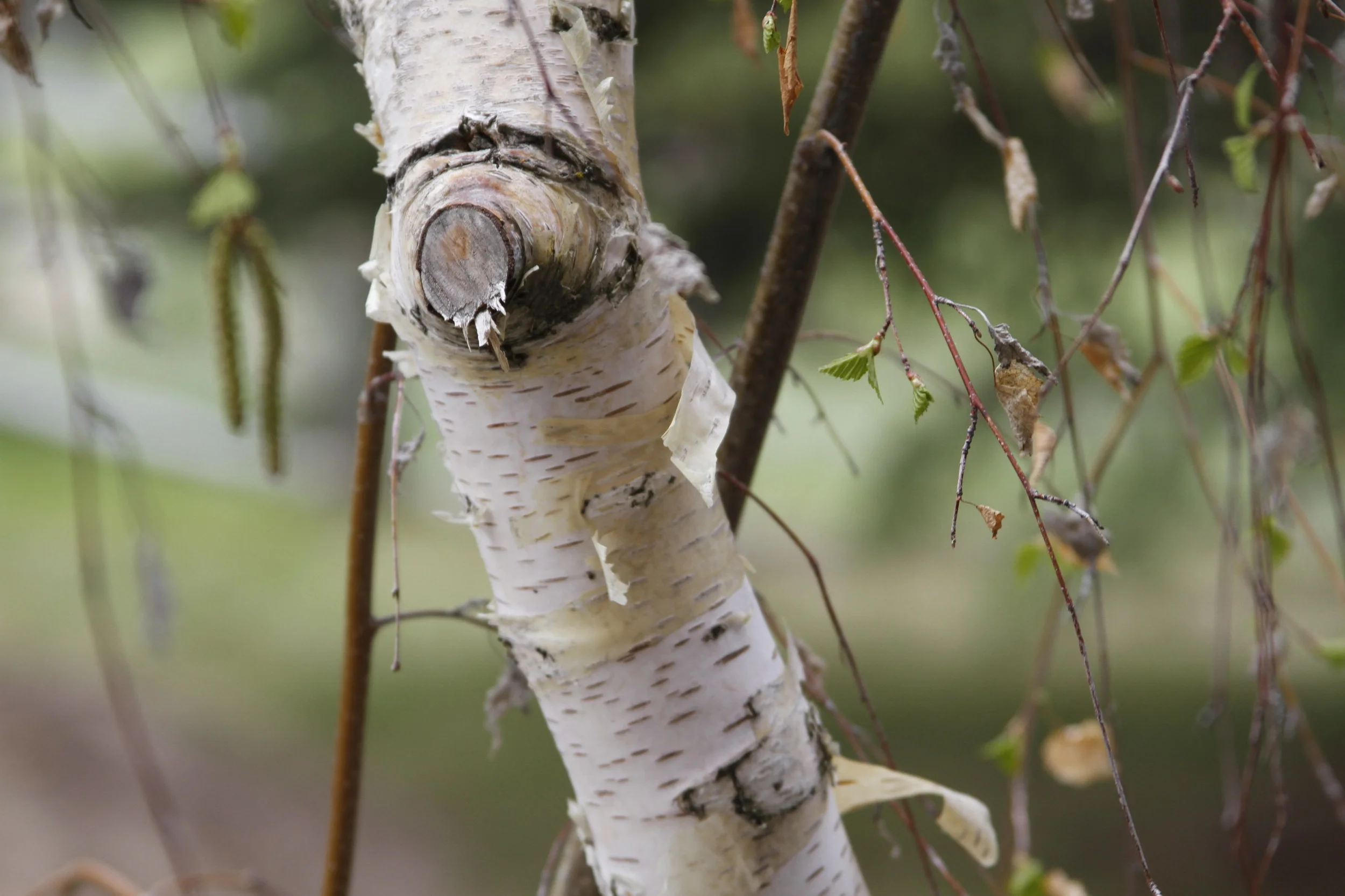 20110515.ELK.MISC.Untitled 185.JPG