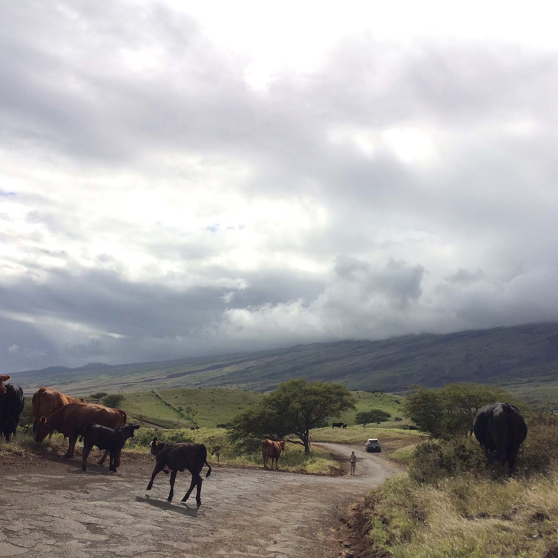 We drove around the NorthWest Coast of the Island which was exquisite and full of cows