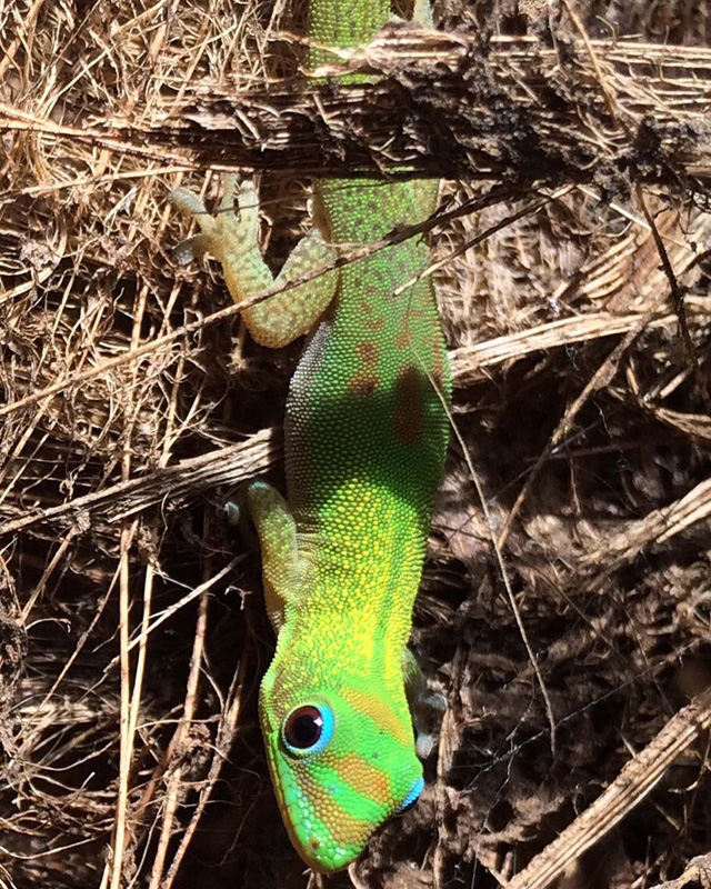 These little guys are stunning but an invasive species so no bueno