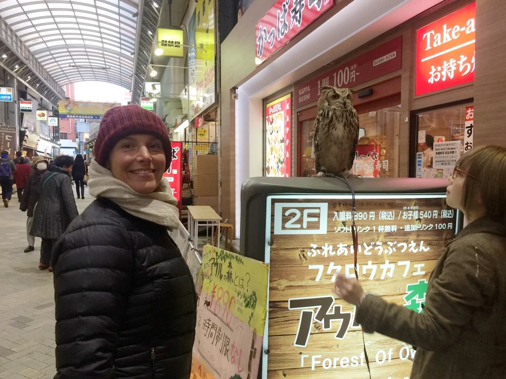 An owl cafe where you pay to enter and enjoy refreshments with the owls