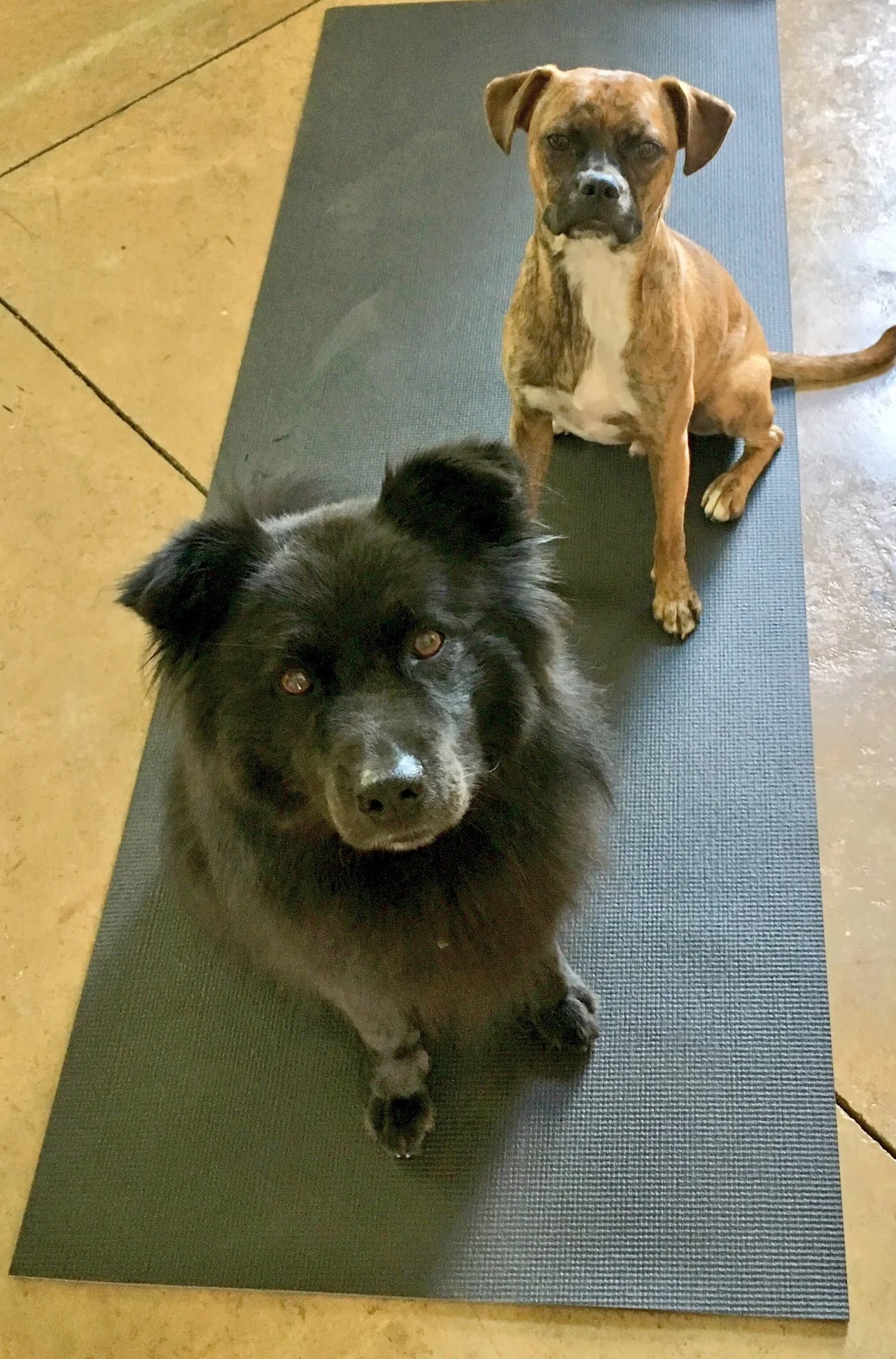 Best yoga buddies ever!