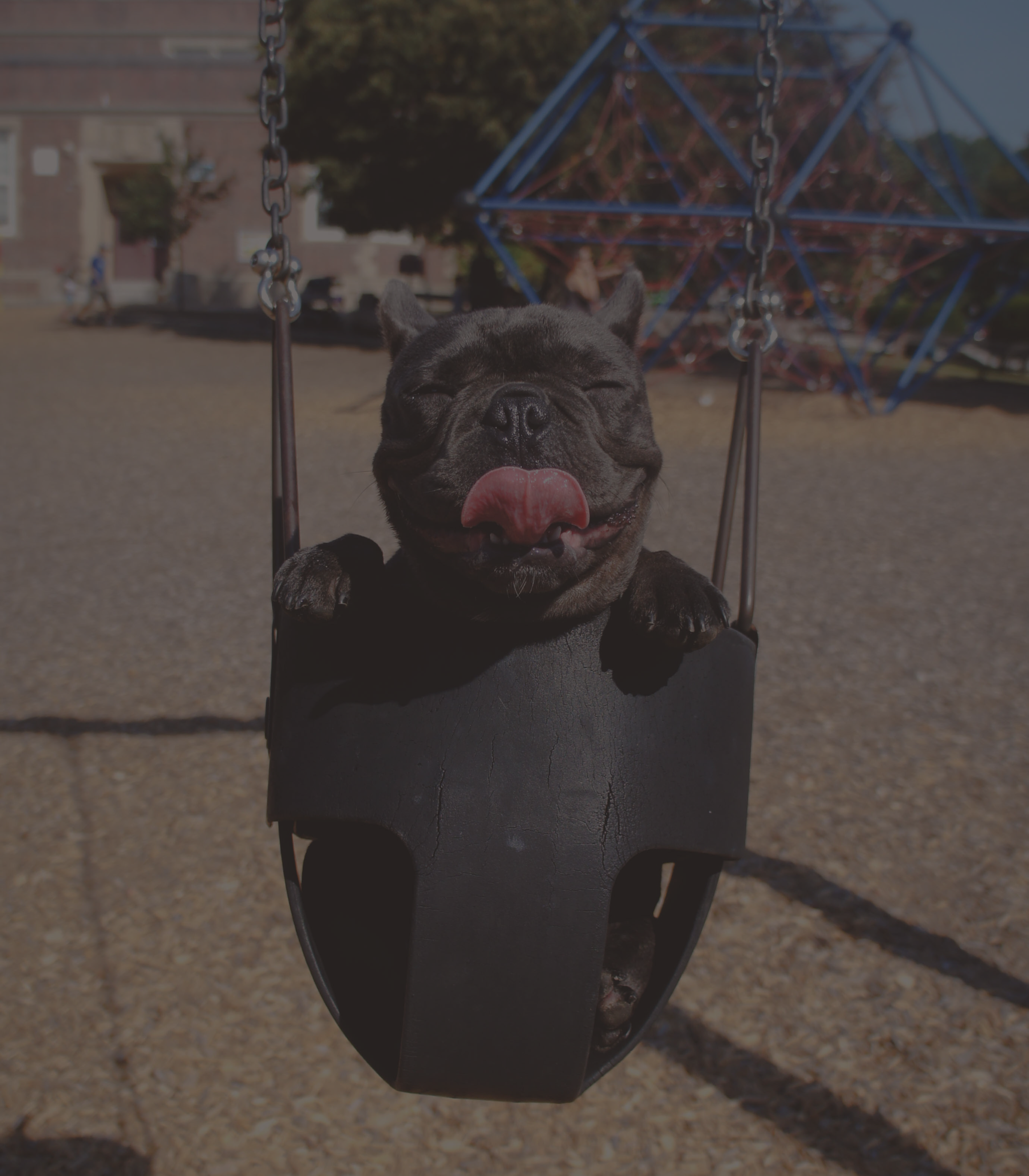 happy-dog.png