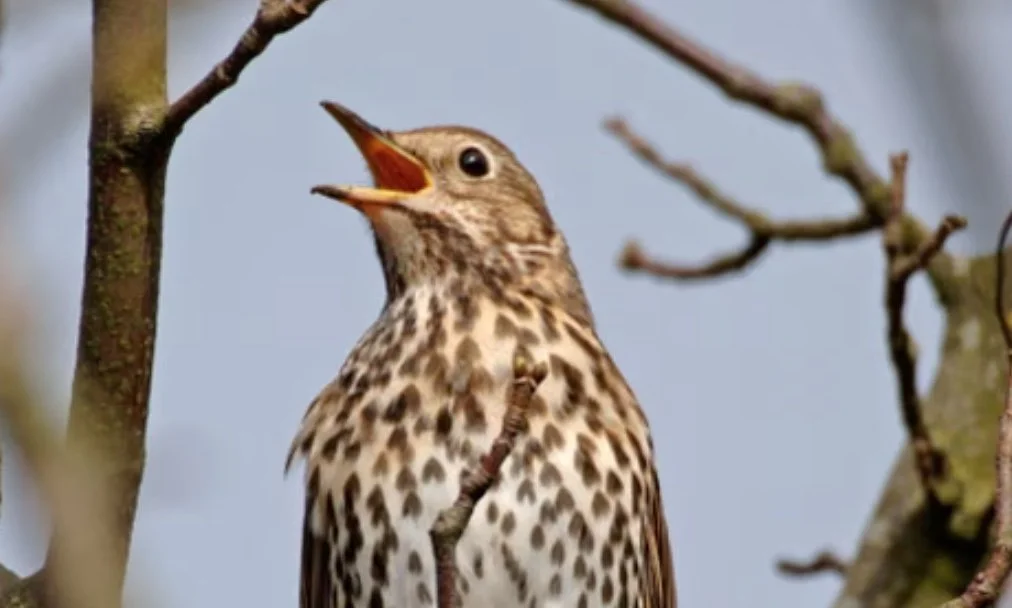 Song thrush 2.jpeg