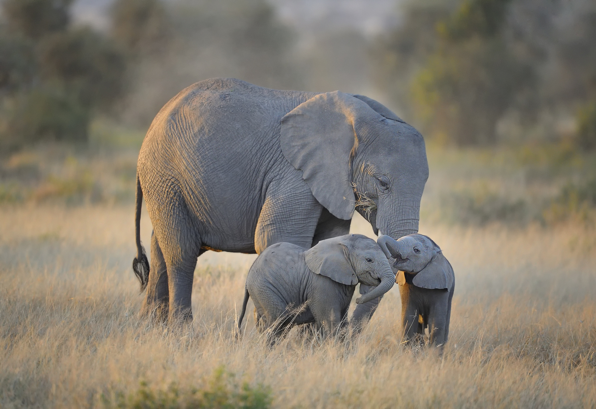 Who can fail to be moved by an elephant? Photograph: Diana Robinson