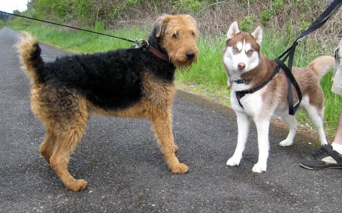 Airedale and friend. Photopraph: Lulu Hoeller