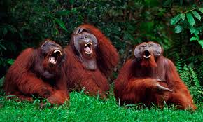 Primates are also known to laugh ... at humans