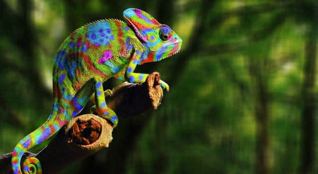 Chameleon, comedian, Corinthian ...