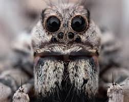 Spiders .. possibly more scared of us?