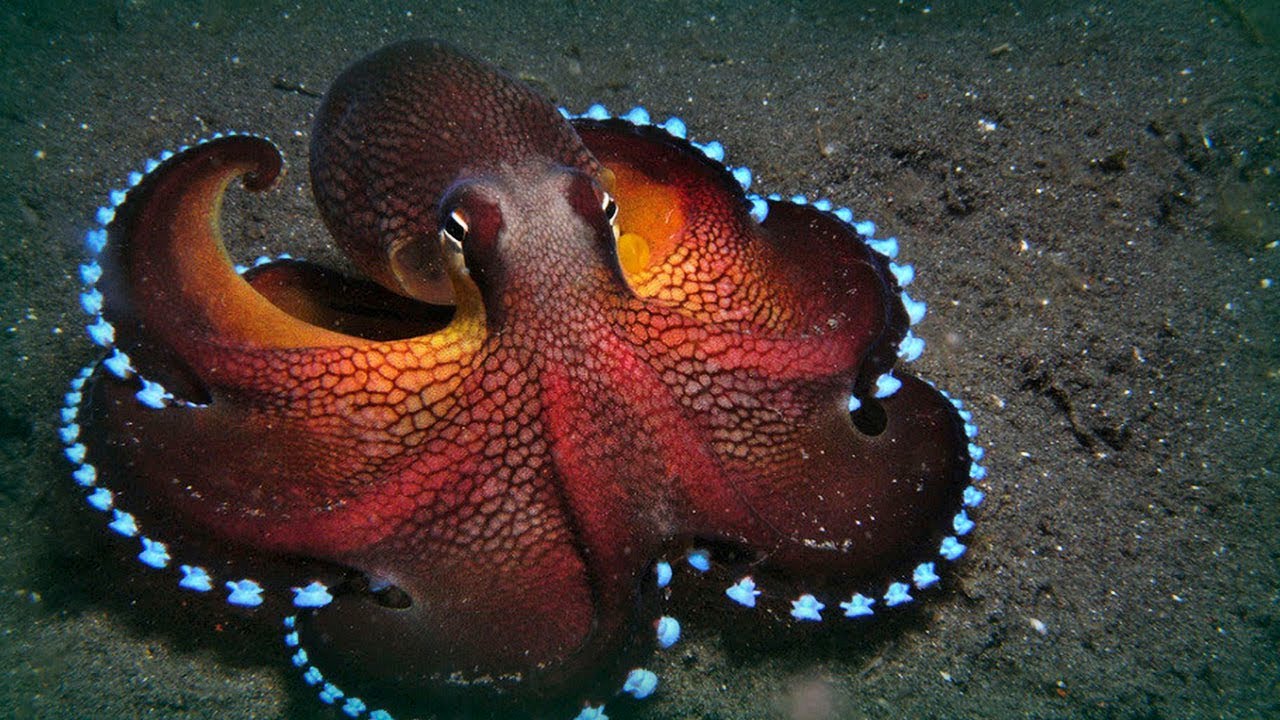 Dr Octopus. He can do and be anything.