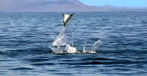 Flying fish to dance to this week's lists. It was never going a sensible picture, was it?