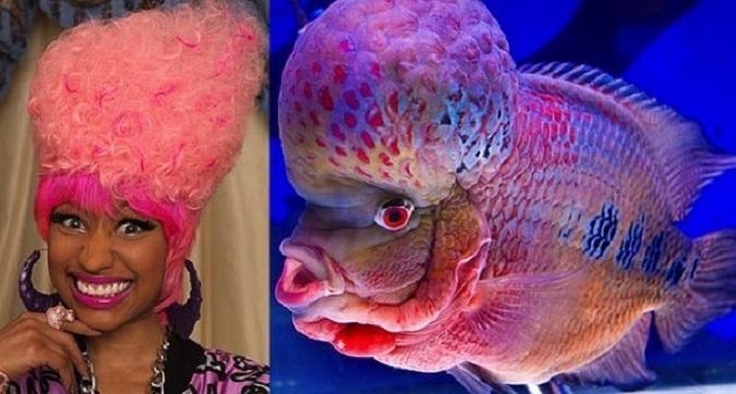 Flowerhorn fish (left), Nicki Minaj (right)