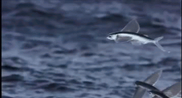 Come fly with me ...