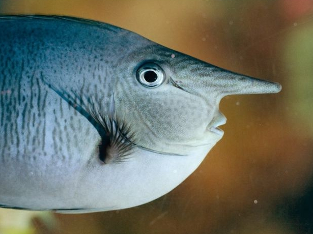 Who me? Unicorn fish