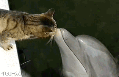 Catfish?